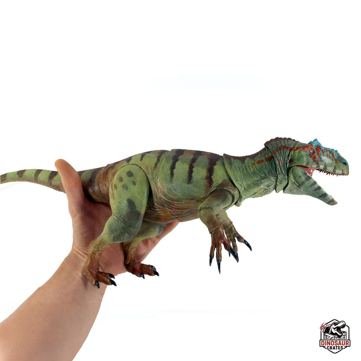 Allosaurus fragilis – Beasts of the Mesozoic – Dinosaur Crates