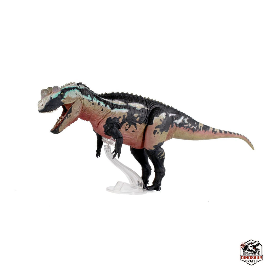 Ceratosaurus Dentisulcatus – Bêtes du Mésozoïque (Précommande)