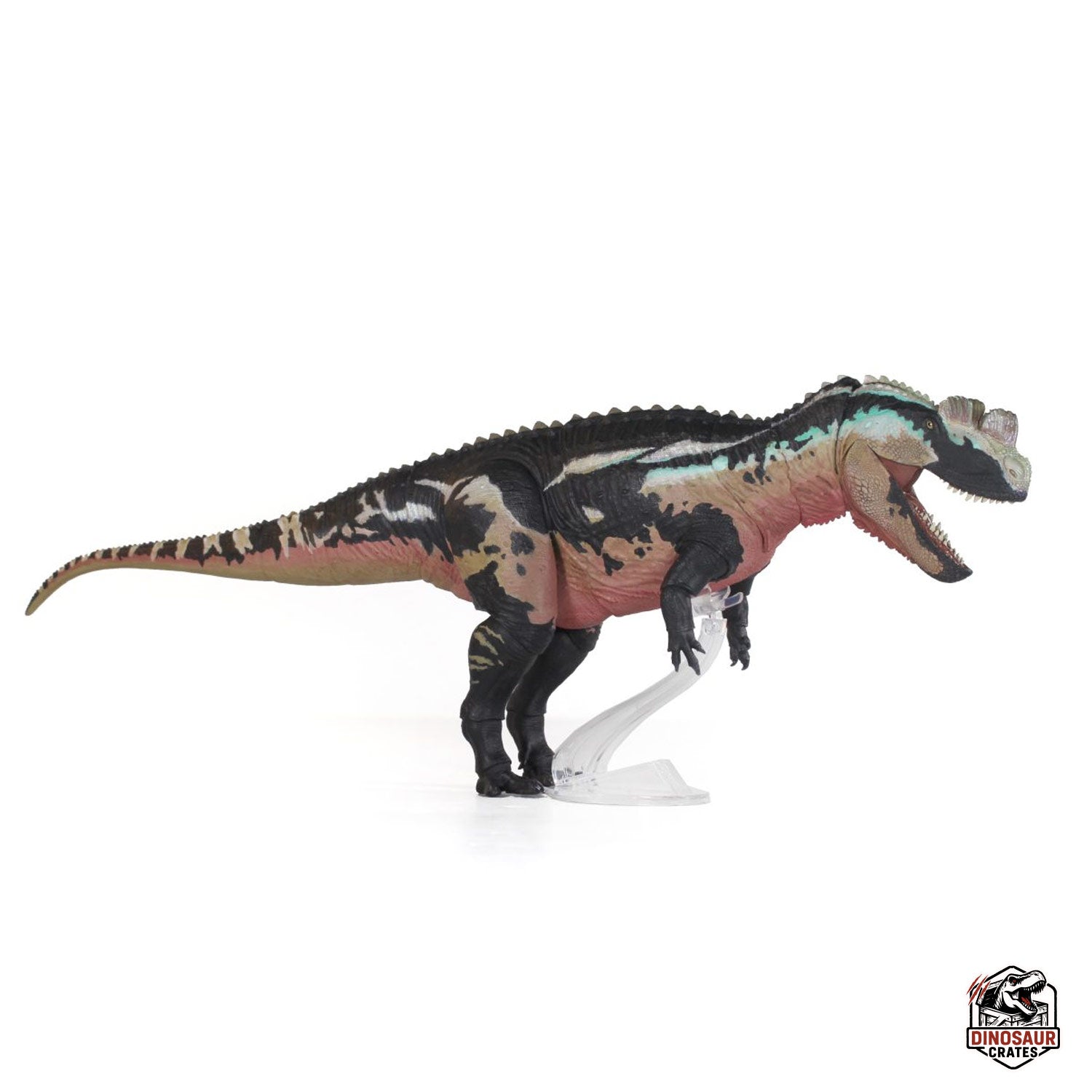 Ceratosaurus Dentisulcatus  – Beasts of the Mesozoic (Pre-Order)