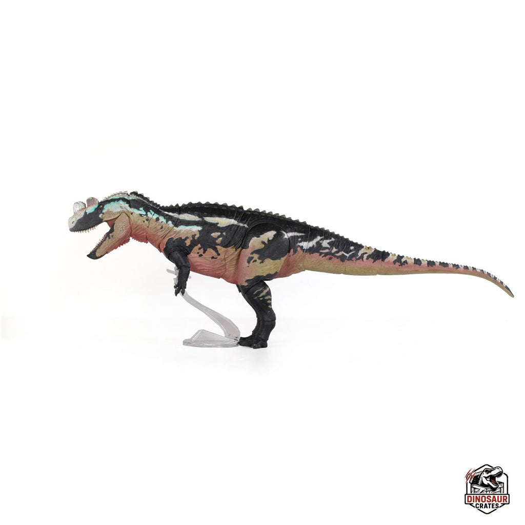 Ceratosaurus Dentisulcatus – Bêtes du Mésozoïque (Précommande)