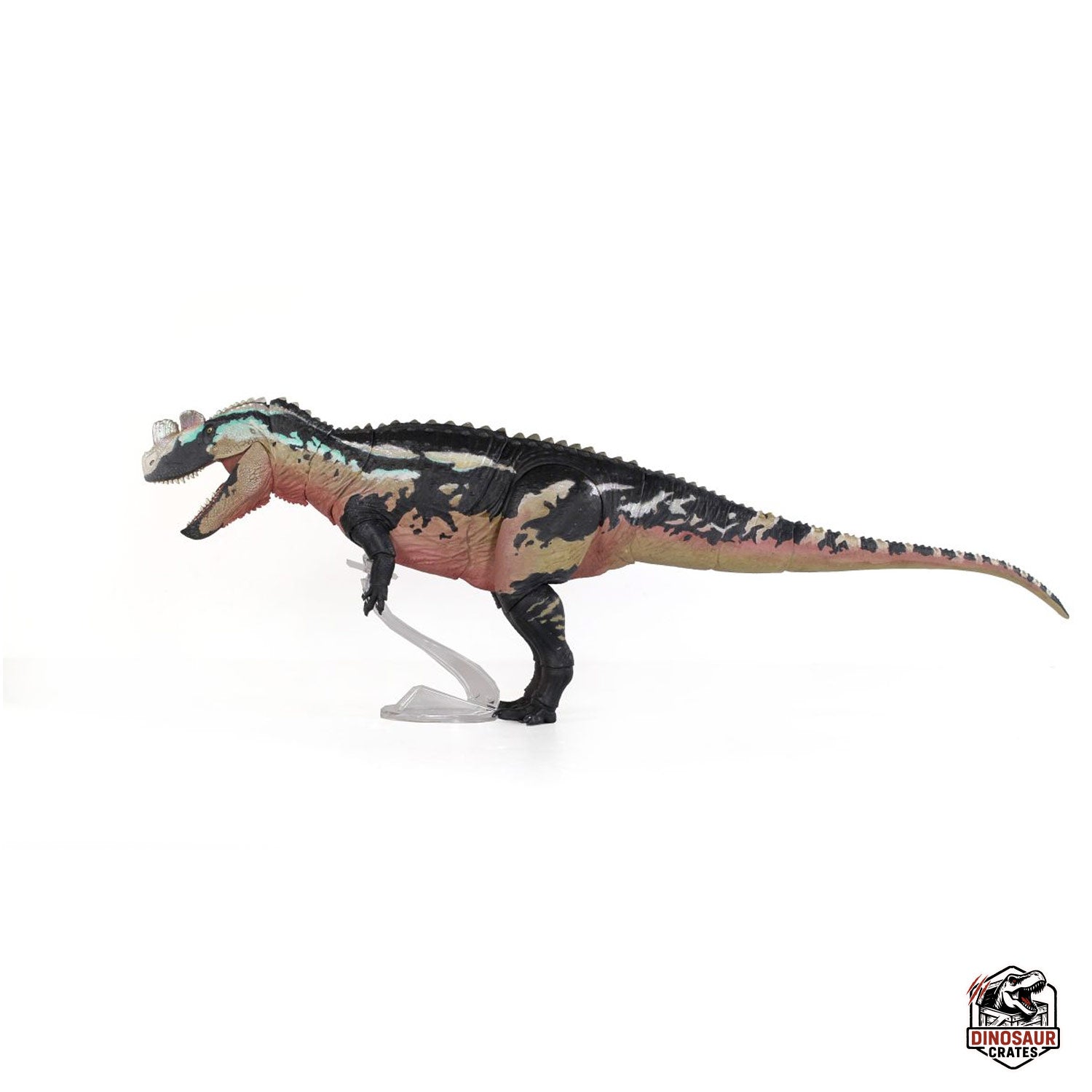 Ceratosaurus Dentisulcatus  – Beasts of the Mesozoic (Pre-Order)