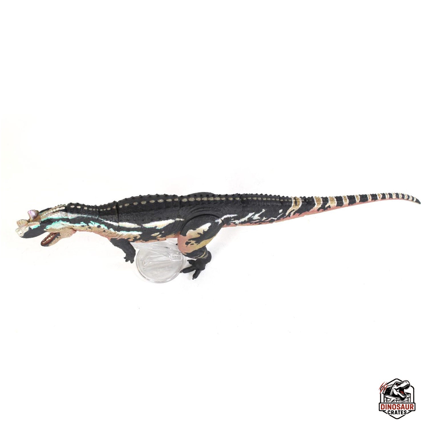 Ceratosaurus Dentisulcatus  – Beasts of the Mesozoic (Pre-Order)