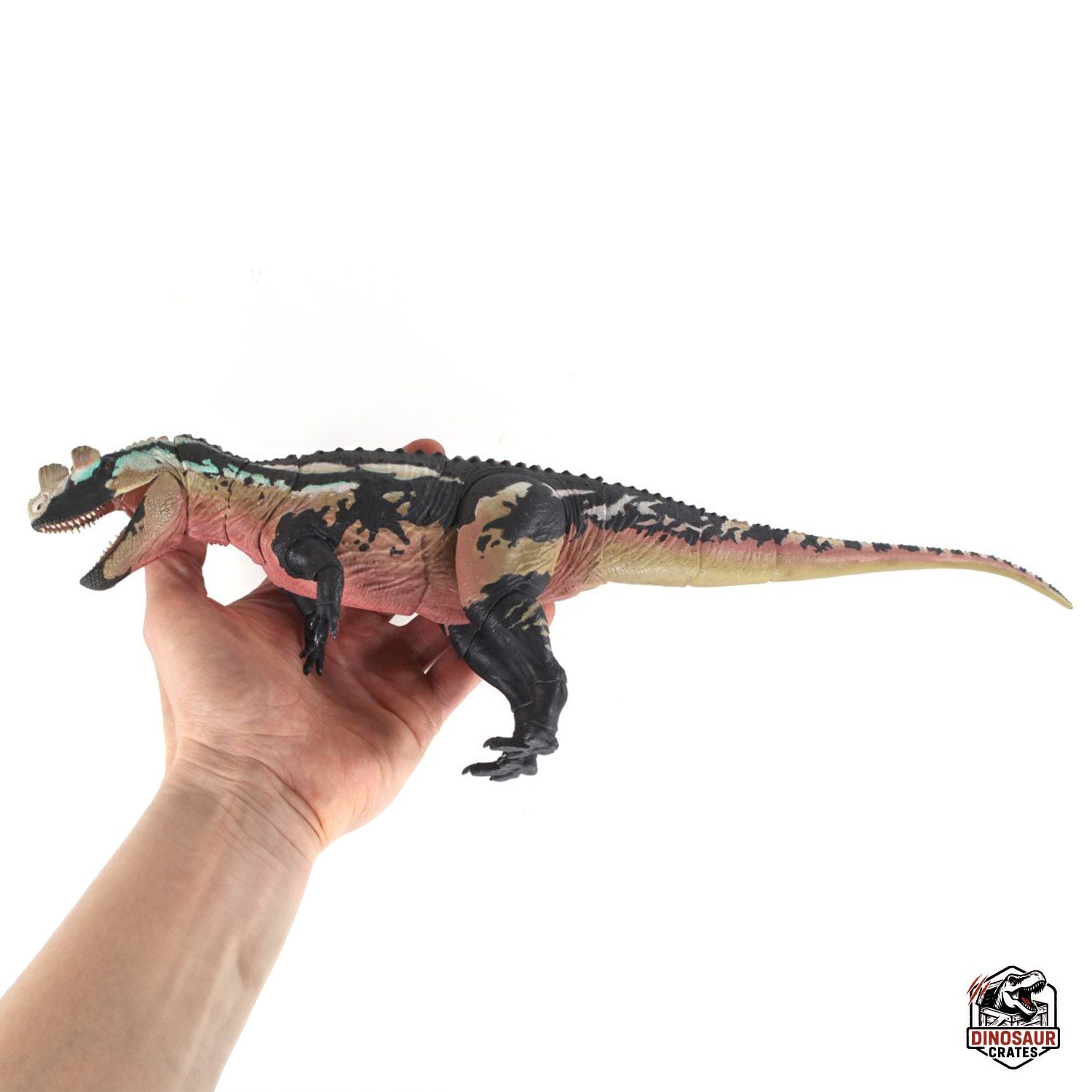 Ceratosaurus Dentisulcatus  – Beasts of the Mesozoic (Pre-Order)