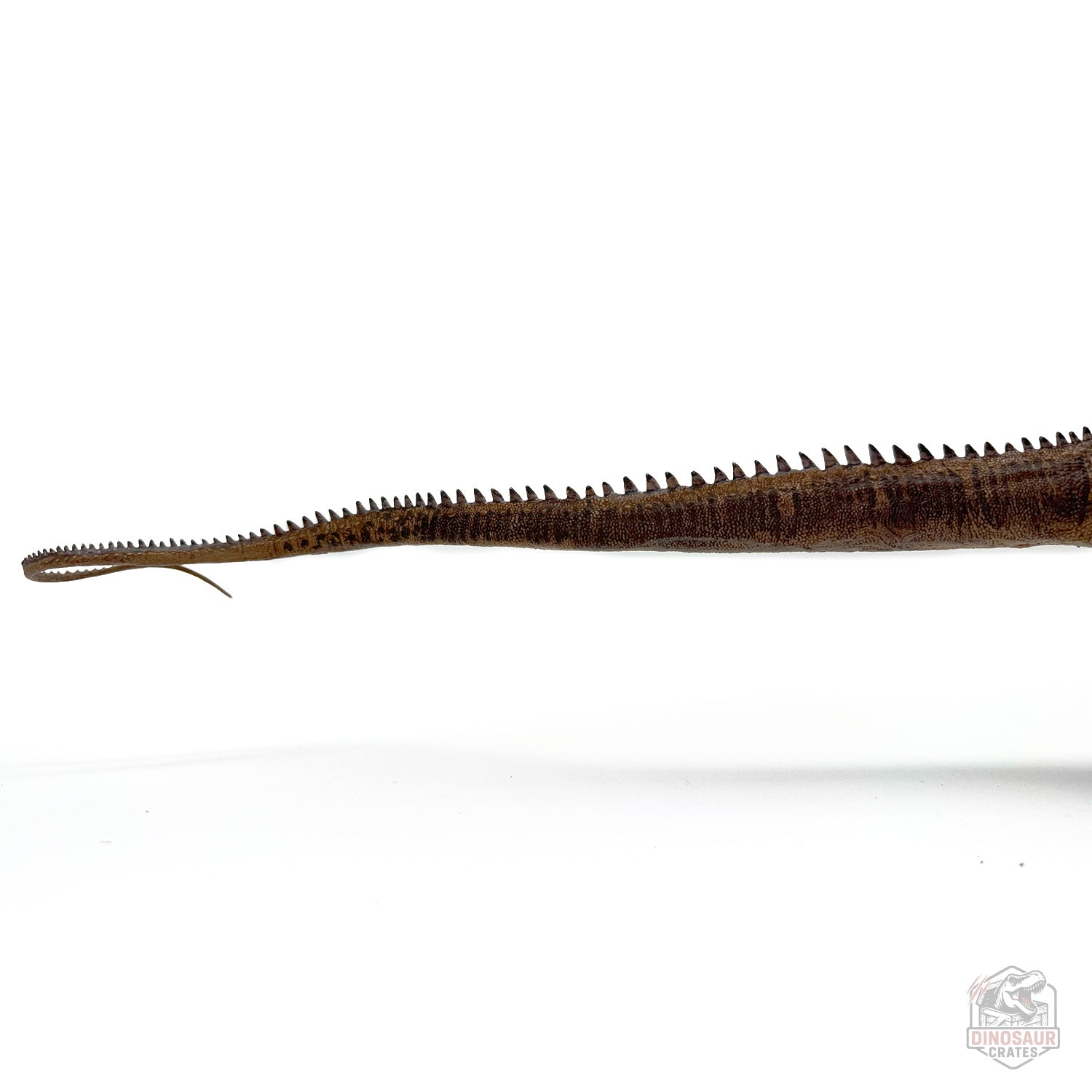 Eofauna Diplodocus Dinosaur Figure