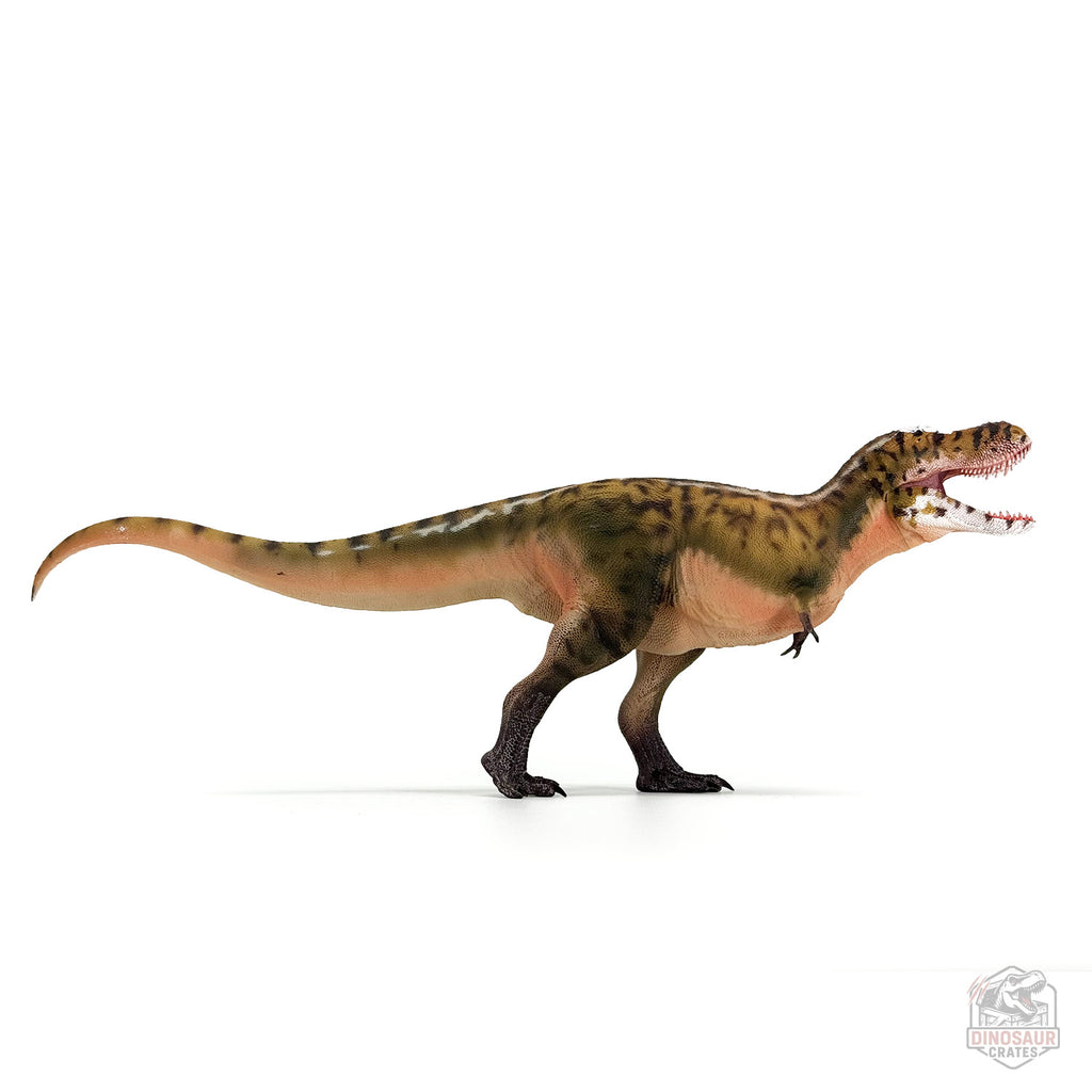Figurine de dinosaure Tarbosaurus Haolonggood (PRÉCOMMANDE)