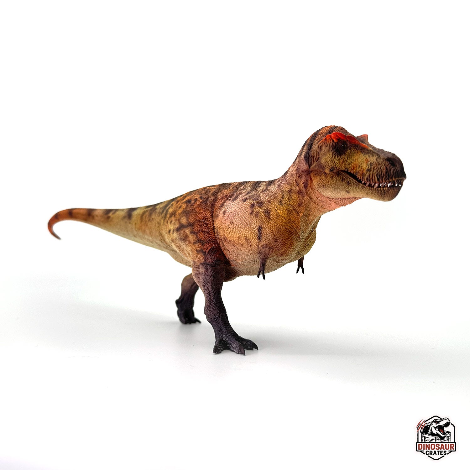 Haolonggood Tyrannosaurus Rex Dinosaur Figure – Dinosaur Crates