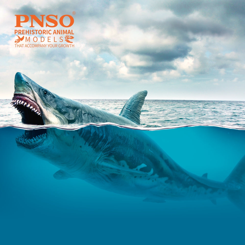 PNSO Patton the Megalodon