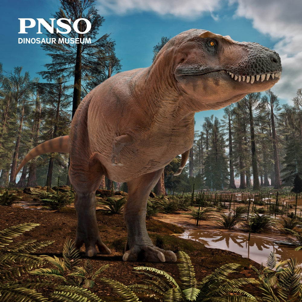 PNSO Cameron the Tyrannosaurus rex (Reserve Restock) – Dinosaur Crates