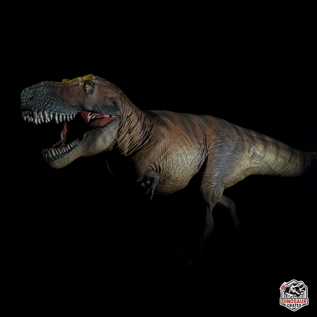 PNSO Cameron the Tyrannosaurus rex – Dinosaur Crates