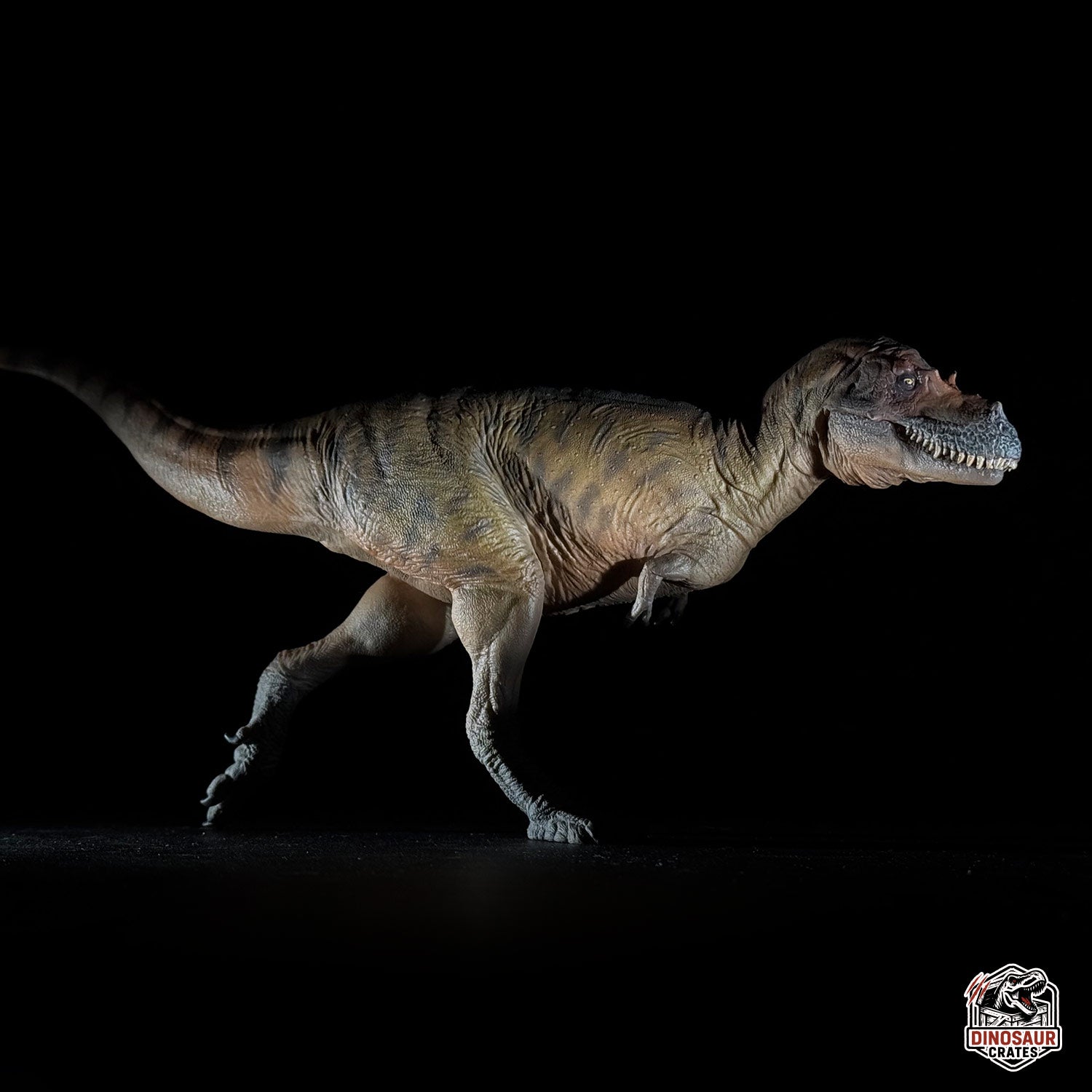 PNSO Wally the Albertosaurus