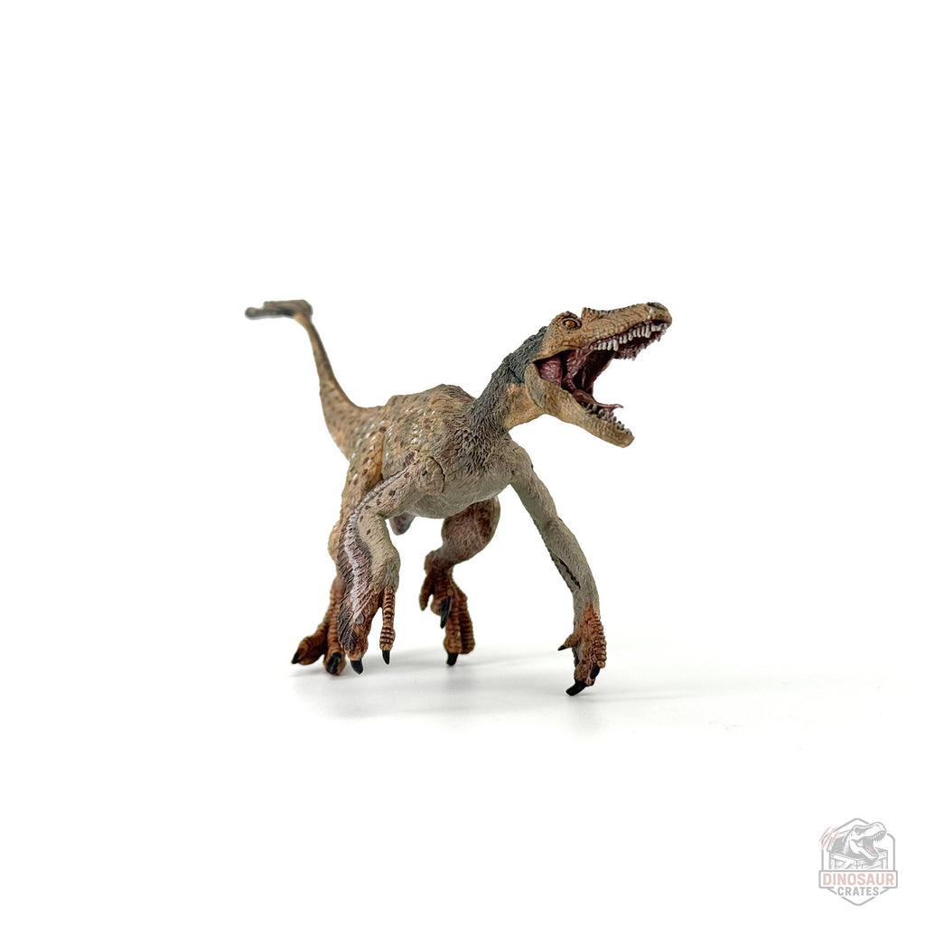 Figurine de dinosaure Vélociraptor à plumes Papo