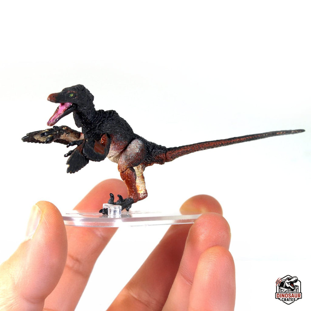 Velociraptor mongoliensis – Beasts of the Mesozoic