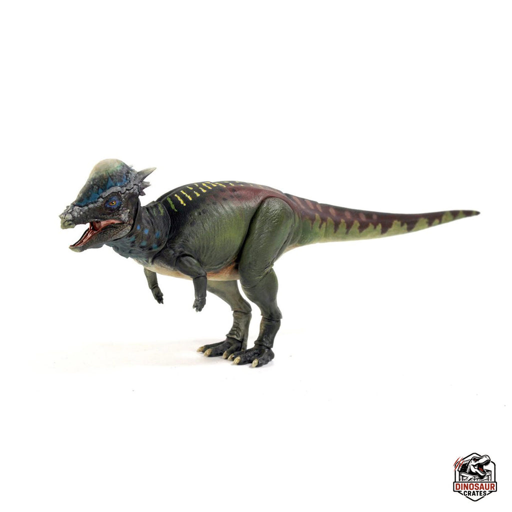 Pachycephalosaurus wyomingensis  – Beasts of the Mesozoic