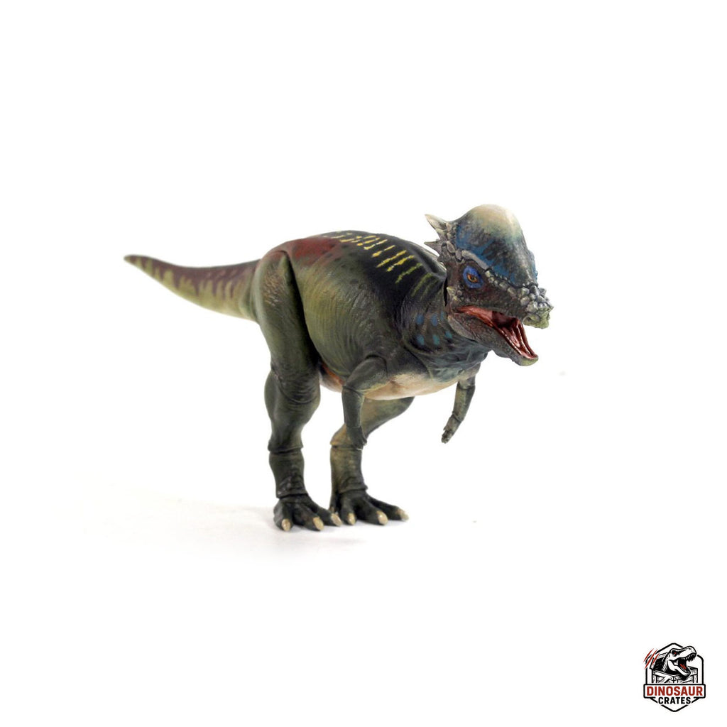 Pachycephalosaurus wyomingensis  – Beasts of the Mesozoic